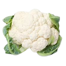 conopida