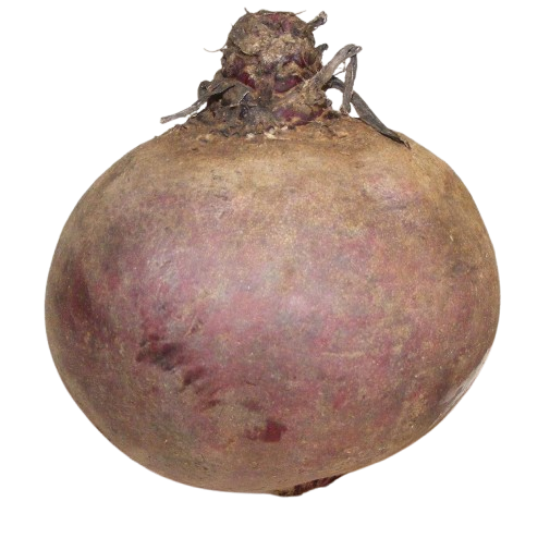Sfeclă